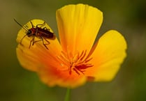 What useful  insects  have you  found in  your garden?