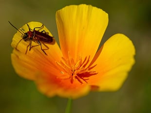 What useful  insects  have you  found in  your garden?