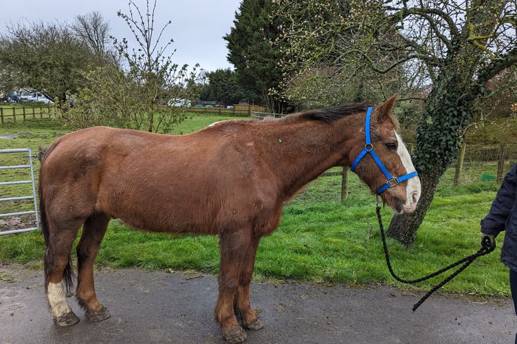 Murphy is making a full recovery in RSPCA care.