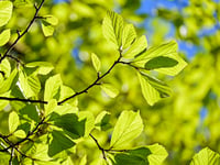 Chew Valley Plants Trees