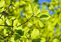 Chew Valley Plants Trees: Why are oak trees important for biodiversity? 