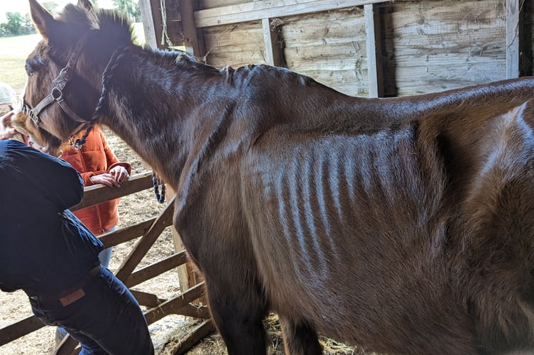 Murphy the horse was left to starve.