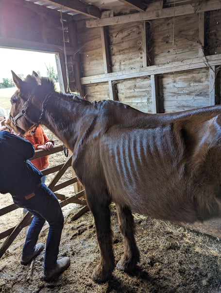 Murphy the horse was left to starve.