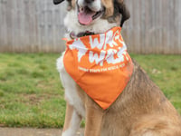 Calling all four-legged ‘Walkies’ fans and their owners!Join in the Wag Walk and take steps for rescue pets