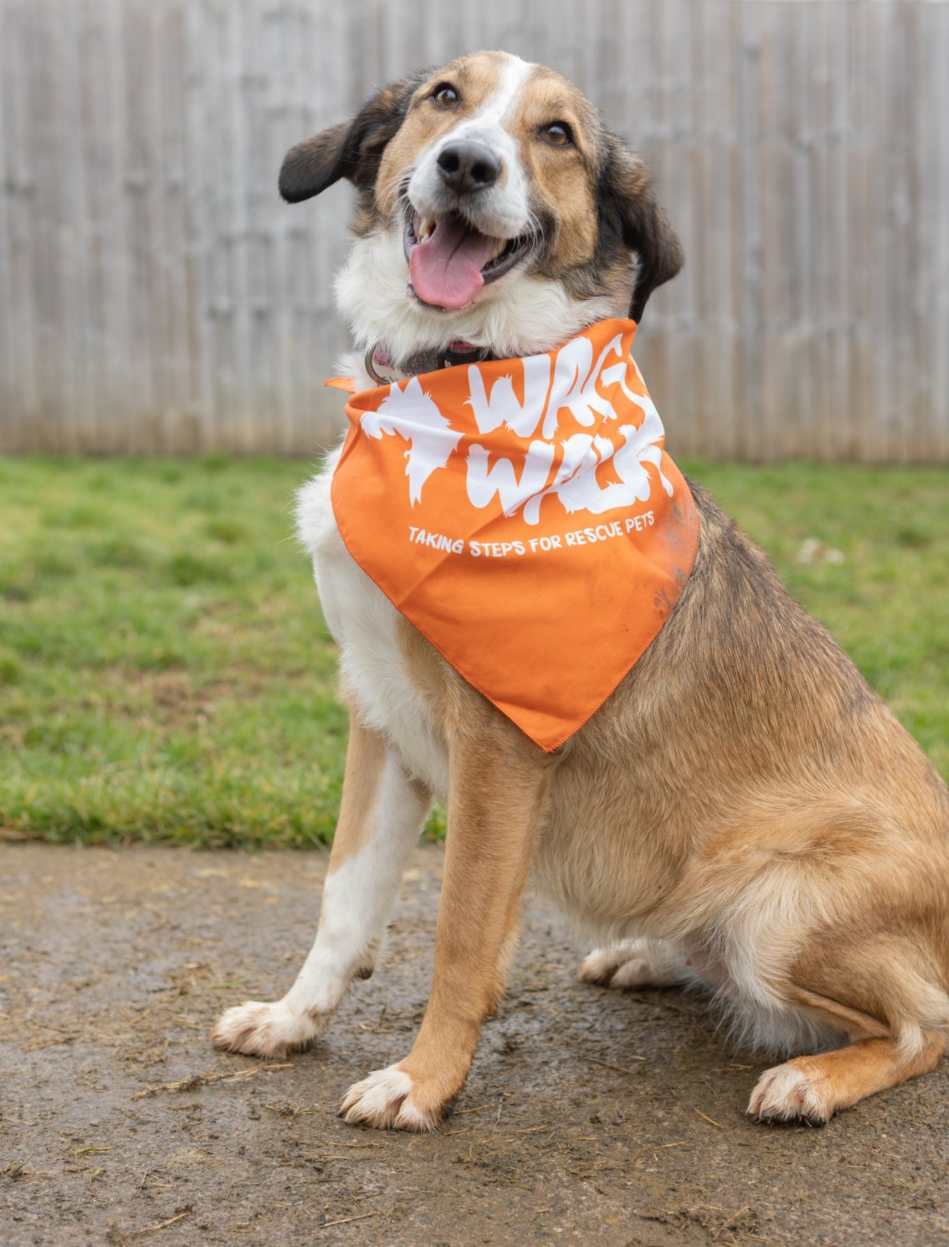 Bath Cats and Dogs home get ready for big 'walkies'! mnrjournal.co.uk