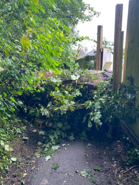 A fallen tree in Silver Street Nature Reserve