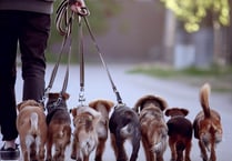 Ban on walking more than six dogs
