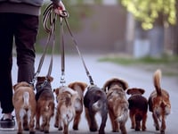 Ban on walking more than six dogs
