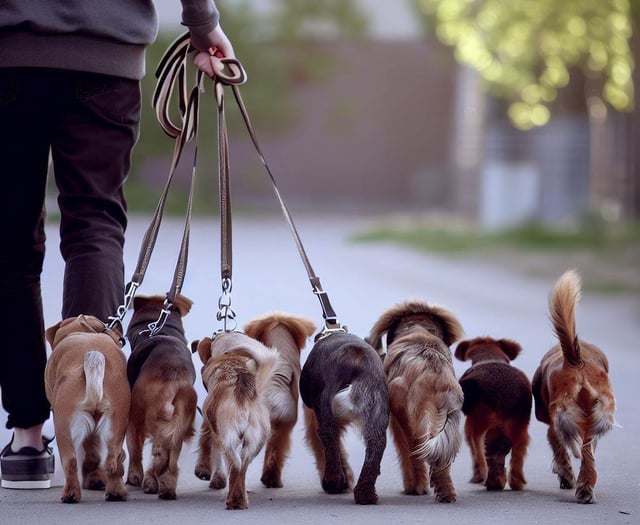 Ban on walking more than six dogs