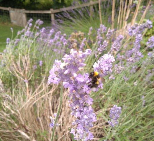 July brings butterflies, bees and blossom