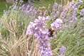 July brings butterflies, bees and blossom