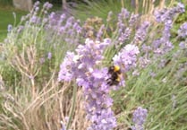 July brings butterflies, bees and blossom