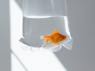 Keynsham Councillor calls for ban on giving animals as prizes