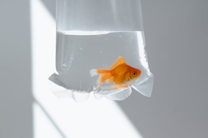 goldfish in a bag