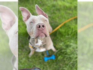 RSPCA urges dog owners to prepare for the upcoming XL Bully ban