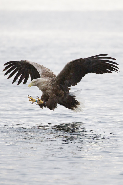 ‘Encournters with Eagles’ Avon Wildlife Trust’s October talks