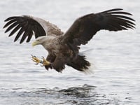 ‘Encournters with Eagles’ Avon Wildlife Trust’s October talks