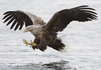 Chew Valley Group Avon Wildlife Trust to host 'Encounters with Eagles' talk