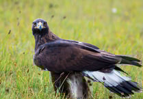 A Golden Eagle... in the Somer Centre?!