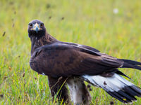 A Golden Eagle... in the Somer Centre?!