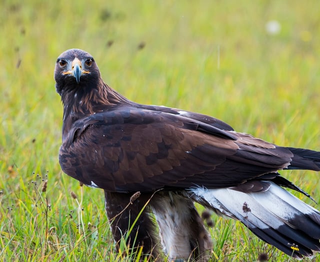 A Golden Eagle... in the Somer Centre?!
