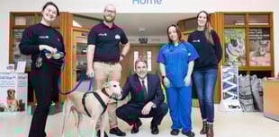 64 dogs and 84 cats at Bath Cats and Dogs Home