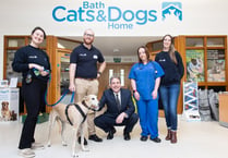 64 dogs and 84 cats at Bath Cats and Dogs Home