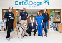 64 dogs and 84 cats at Bath Cats and Dogs Home