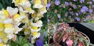 Make plants thrive in your garden