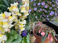 Make plants thrive in your garden