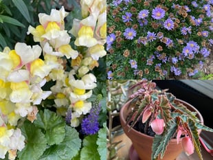 Make plants thrive in your garden