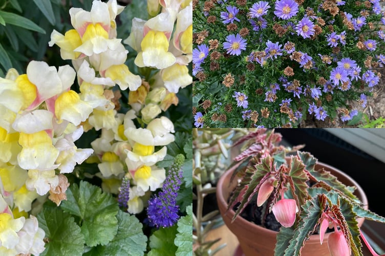 Pollie Bromilow, Midsomer Diaries Garden, tells readers how to volunteer plant. 