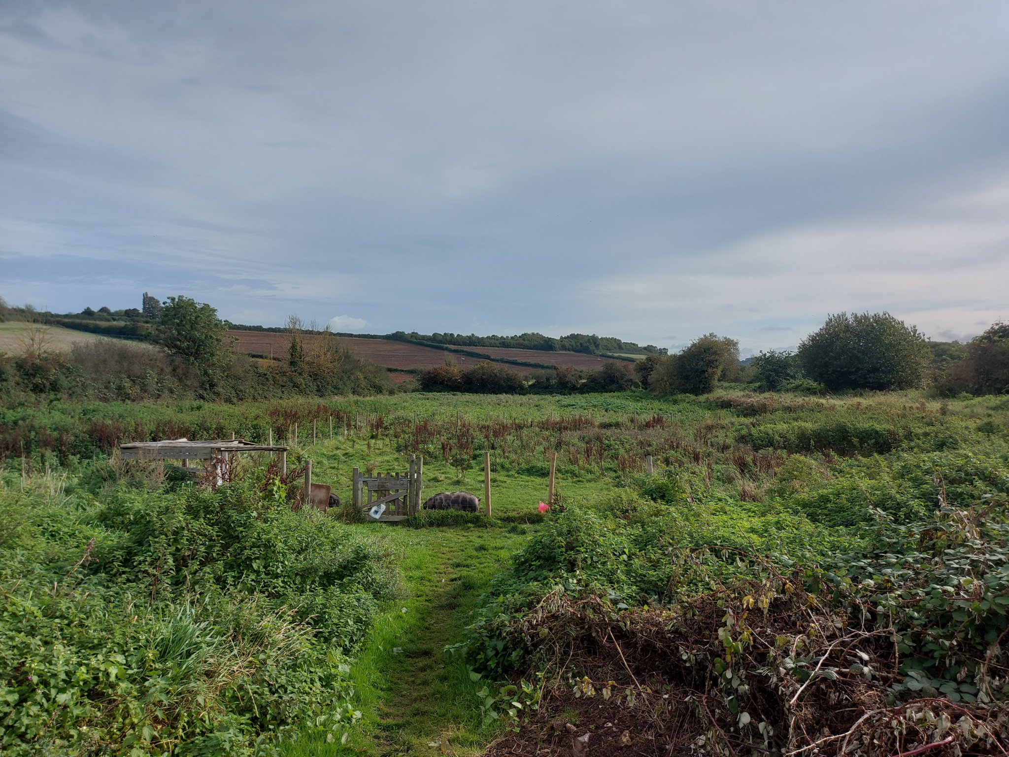 Free Rangers Forest School to bring the community together in new garden project