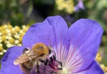 How to feed pollinators this Autumn