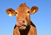 Cows causing chaos on footpath