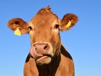 Your letters: Hormone raised beef - Jacob Rees-Mogg