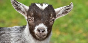 Dan Norris heads to Bath College for animal care courses