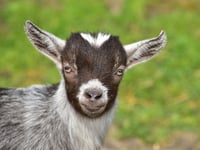 Dan Norris heads to Bath College for animal care courses
