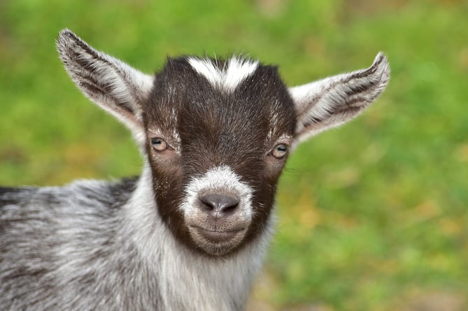 pygmy goat stock