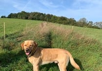 Missing: Yellow Labrador 