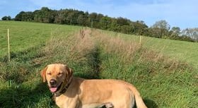 Missing: Yellow Labrador 