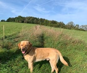 Missing: Yellow Labrador 