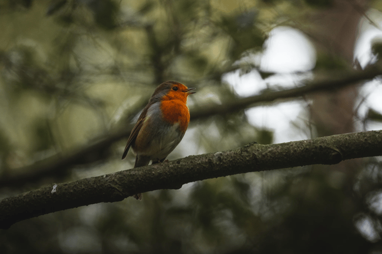 Wildlife stock image