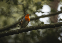 Chew Valley's flourishing season delights wildlife