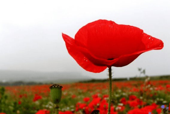 Paulton Parish Council inviting relatives to Remembrance Day service