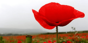 Paulton Parish Council inviting relatives to Remembrance Day service