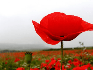 Norton Down remember