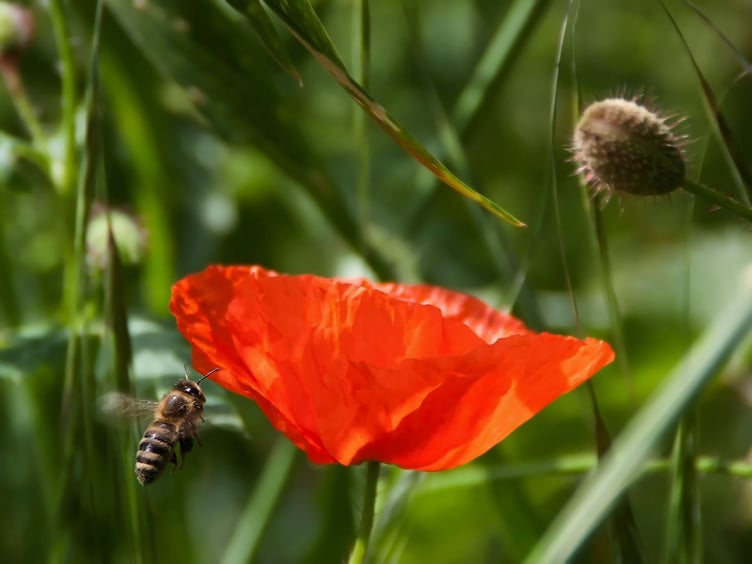 Honey bee near poppy