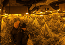 ‘Sophisticated’ cannabis factory found