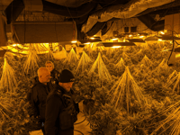 ‘Sophisticated’ cannabis factory found